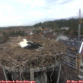 18_25-nest.jpg