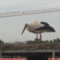 18_35-mast.jpg