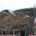 18_35-nest.jpg