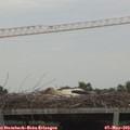 18_40-mast.jpg