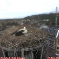 18_40-nest.jpg