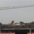 18_50-mast.jpg