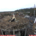 18_50-nest.jpg