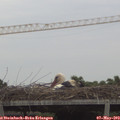 18_55-mast.jpg