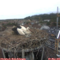 18_55-nest.jpg