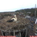 19_05-nest.jpg