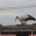 19_15-mast.jpg