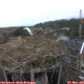 19_15-nest.jpg