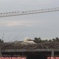 19_20-mast.jpg