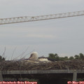19_25-mast.jpg