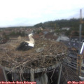 19_25-nest.jpg