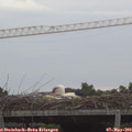 19_40-mast.jpg
