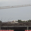19_45-mast.jpg