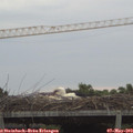 19_50-mast.jpg