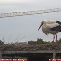 19_55-mast.jpg