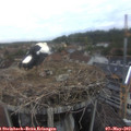 19_55-nest.jpg
