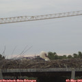 20_00-mast.jpg