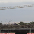 20_15-mast.jpg