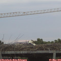 20_20-mast.jpg