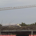 20_25-mast.jpg