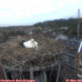 20_25-nest.jpg