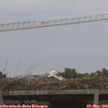 20_35-mast.jpg