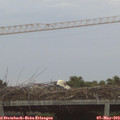 20_40-mast.jpg