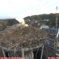 06_05-nest.jpg