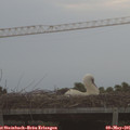 06_10-mast.jpg