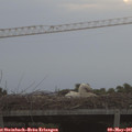 06_15-mast.jpg