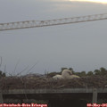 06_20-mast.jpg