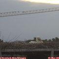 06_25-mast.jpg