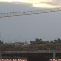 06_35-mast.jpg