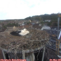 06_35-nest.jpg