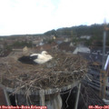 06_45-nest.jpg
