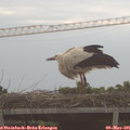 06_55-mast.jpg