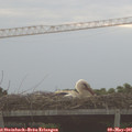 07_00-mast.jpg