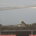 07_05-mast.jpg