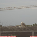 07_10-mast.jpg