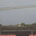 07_15-mast.jpg
