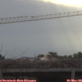 07_50-mast.jpg