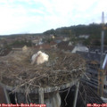 08_00-nest.jpg