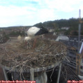08_10-nest.jpg