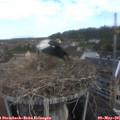 08_20-nest.jpg