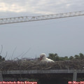 08_25-mast.jpg
