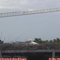 08_30-mast.jpg