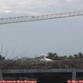 08_35-mast.jpg