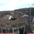 08_35-nest.jpg