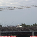 08_40-mast.jpg