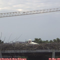 08_45-mast.jpg